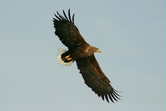 White-tailed Eagle, Hokkaido, Japan